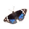 The vector illustration of Blue Pansy butterfly isolated in white