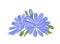 Vector illustration of blue wildflowers.  Bouquet of chicory