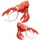 Vector illustration of boiled crayfish