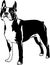 Vector Illustration of a Boston Terrier