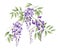 Vector illustration of a branch of wisteria with green leaves. Great for decorating cards, invitations, etc.