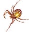 Vector illustration. Brown spider