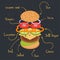 Vector illustration of burger infographics.