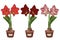 Vector illustration. Burgundy Amaryllis. Hippeastrum in a pot. Bulb, sprout and amaryllis flower. Red flower in a pot. Elegant spr