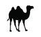 Vector illustration of camel silhouette icon. standing camel creative design. eps2