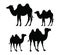 Vector illustration of camel silhouette icon. standing camel creative design. eps3