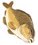 Vector illustration carp