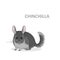 Vector illustration, a cartoon cute grey chinchilla, isolated on a white background.