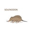 Vector illustration, a cartoon cute solenodon. Isolated on a white background.