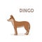Vector illustration, a cartoon dingo, isolated on a white background. Animal alphabet.
