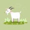 Vector illustration cartoon goat eating the grass
