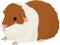 Vector illustration of cartoon guinea pig.