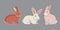 Vector illustration of cartoon rabbits different breeds. Fine bunnys for veterinary design.