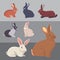 Vector illustration of cartoon rabbits different breeds. Fine bunnys for veterinary design