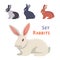 Vector illustration of cartoon rabbits different breeds. Fine bunnys for veterinary design.