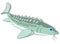 Vector illustration of the cartoon of valuable fish sturgeon