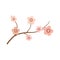 Vector illustration of cherry blossom branch with small pink flowers. Spring awakening concept. Logo design element