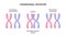 Vector illustration of Chromosomal crossover or crossing over. Exchange of genetic material