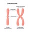 Vector illustration of chromosome structure