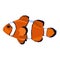 Vector illustration of a clownfish. Drawing on white background