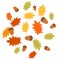 Vector illustration. Collection of acorns. Autumn composition.