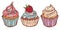 Vector illustration with collection of cupcakes colored and depicted by a line.