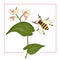 Vector illustration of colored buckwheat with bumblebee