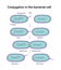 Vector illustration of Conjugation in the bacterial cell