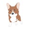 Vector illustration of corgi dogs, color drawing