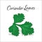 Vector illustration of coriander leaves