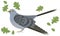 Vector Illustration of a cuckoo