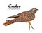 Vector illustration of Cuckoo bird on white background.