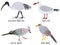 Vector illustration of cute bird cartoons - Australian
