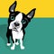 Vector illustration of a cute Boston Terrier Dog