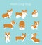 Vector illustration of cute and happy welsh corgi set in different poses. Funny corgi for decoration and design in flat
