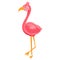 Vector illustration of a cute pink flamingo in cartoon hand drawn flat style. Funny bird with long neck from safari