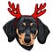 Vector illustration of a Dachshund dog for a Christmas card. Dachshund with horns of reindeer.