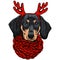Vector illustration of a Dachshund dog for a Christmas card. Dachshund with a red knitted warm scarf and horns