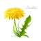 Vector illustration dandelion