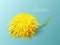 Vector illustration dandelion