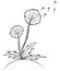 Vector illustration. dandelion. Black outline sket