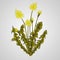 Vector illustration - Dandelion botanical isolated illustration. Plant, flowers, leaves, hand drawn