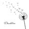 Vector illustration dandelion time. Black Dandelion seeds blowing in the wind. The wind inflates a dandelion isolated on