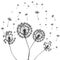 Vector illustration dandelion time. Dandelion seeds blowing in the wind. The wind inflates a dandelion isolated in white