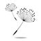 Vector illustration dandelion time. Dandelion seeds blowing in the wind. The wind inflates a dandelion isolated in white