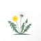 Vector illustration dandelions with seed head, green leaves, yellow flower and red ladybug. Summer or spring wild field flower on