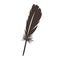 Vector illustration of dark brown feather isolated on white