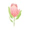 Vector illustration with delicate pink royal protea flower. One bud of a large flower. Decoration of invitation cards, wedding