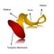 Vector illustration and description of tympanic membrane with bony ossicles. Tympanic membrane or myringa