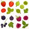 Vector illustration of different berries.